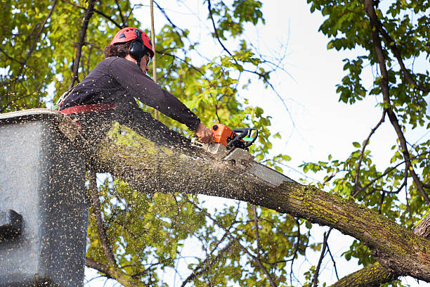 Best Tree Branch Trimming  in Fairland, OK